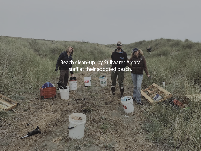 arcata beach cleanup
